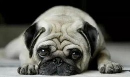 巴哥最新爆料事件